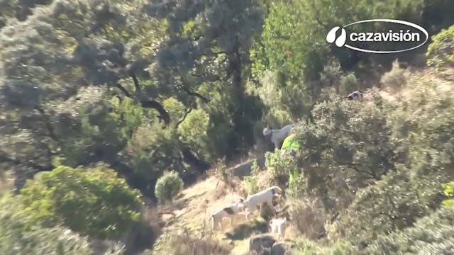 Montería en Valquejigoso 2016-2017