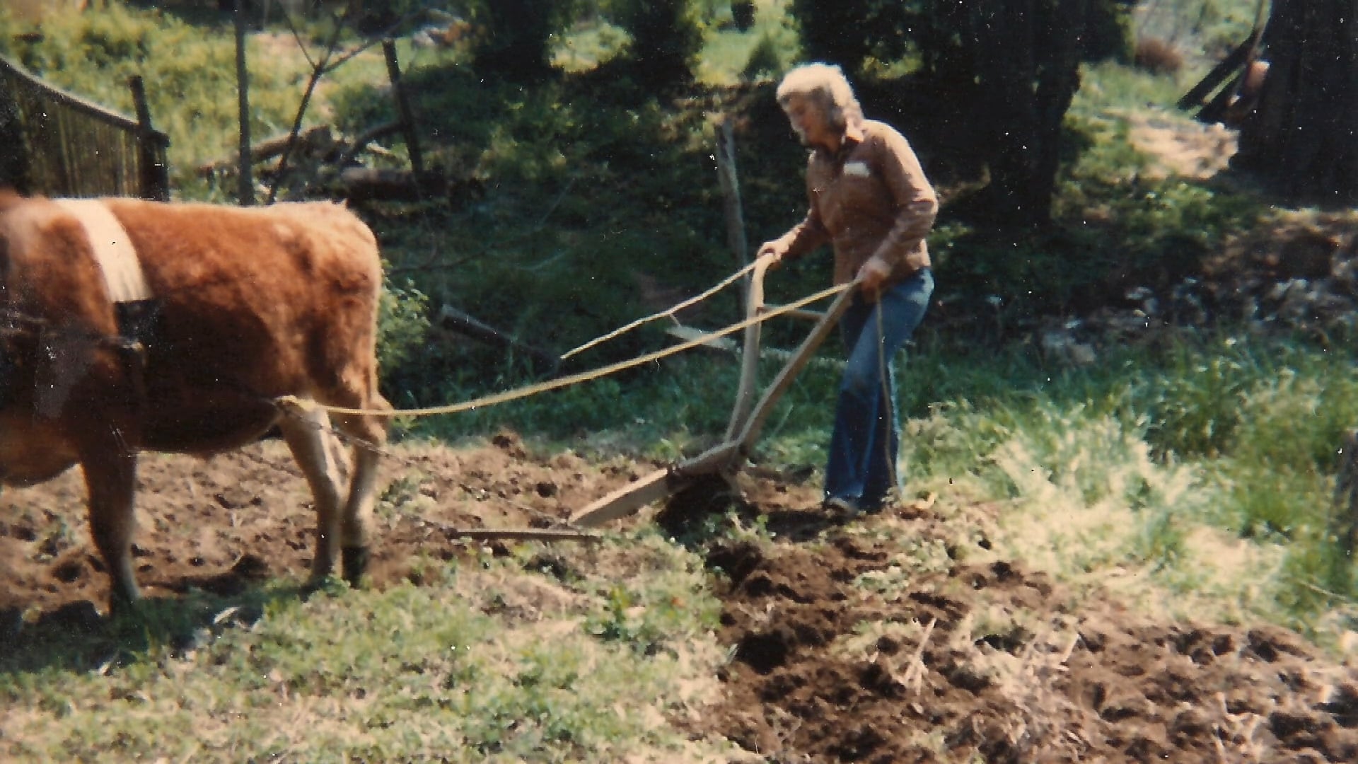 CCP Documentary Film Streaming Service