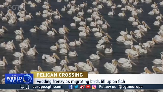Migrating pelicans get own fish farm ...