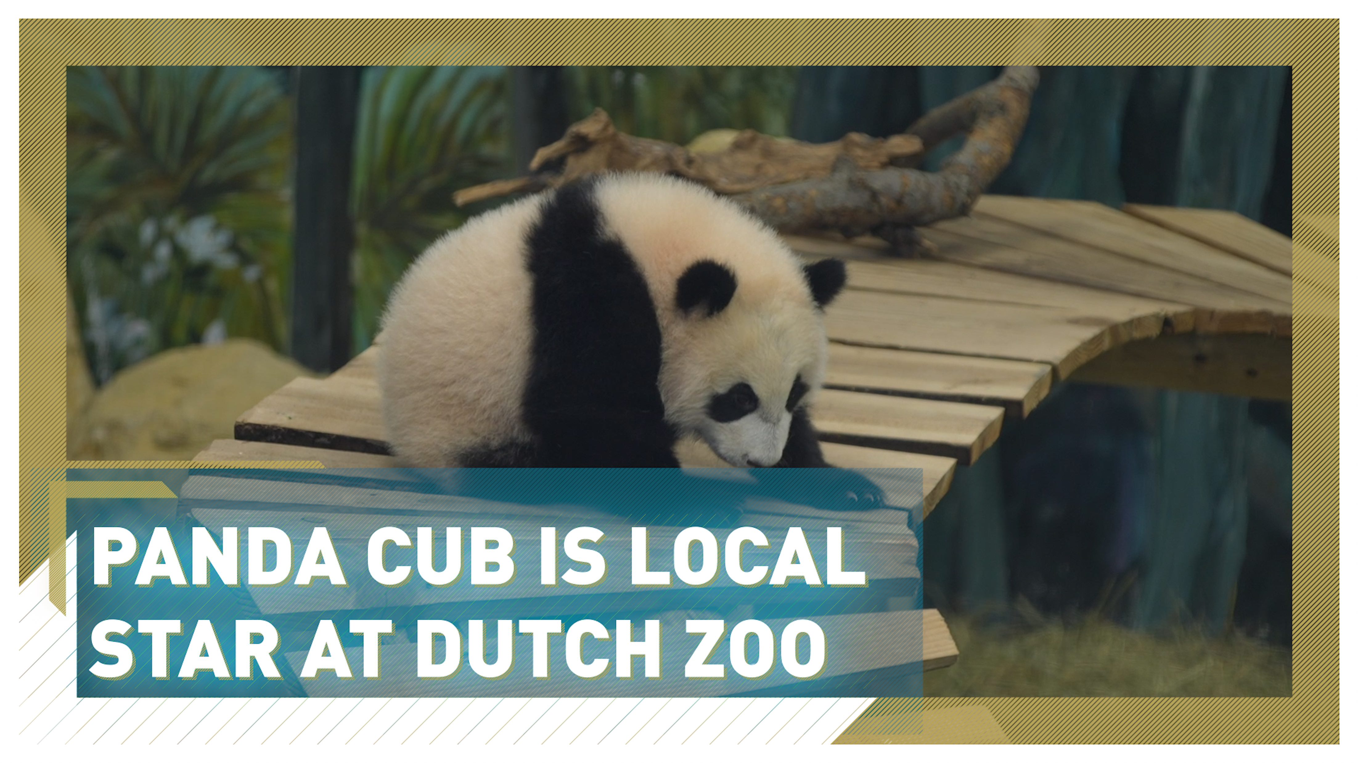 Panda cub stars on public debut at Dutch zoo