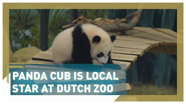 Panda cub stars on public debut at Du...