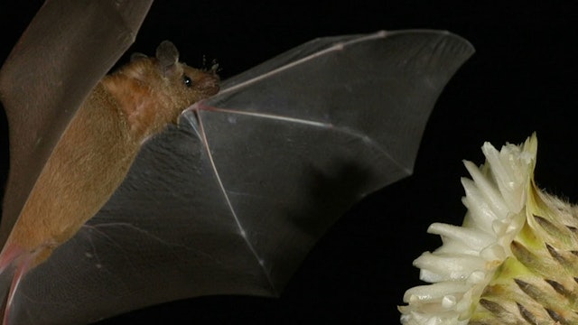 Conservation effort uses bats
