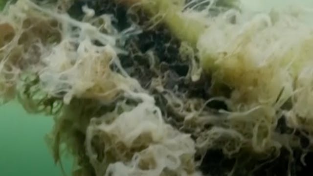 Sea snots: Thick, gooey & gross