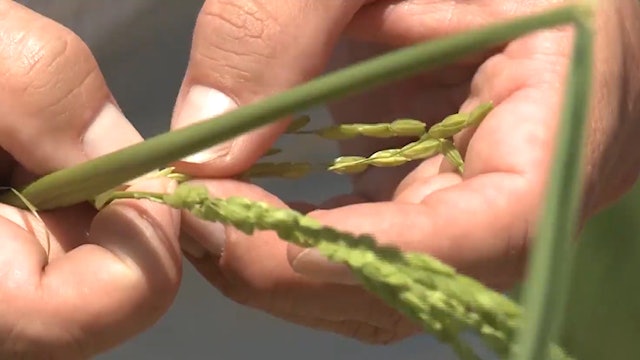 California company first in US to sell rice to China