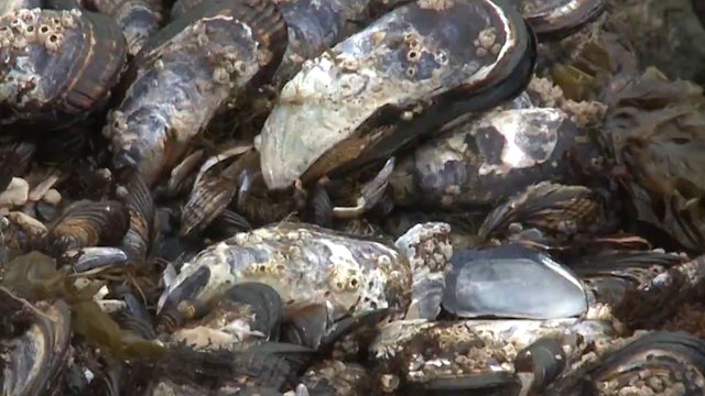 Mussels damaged during July heatwave