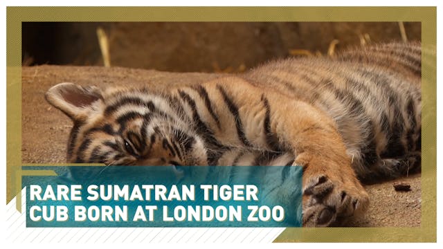 Rare Sumatran tiger cub born at Londo...