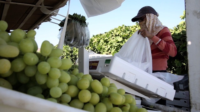 What does it Take to be a Migrant Farmhand? 