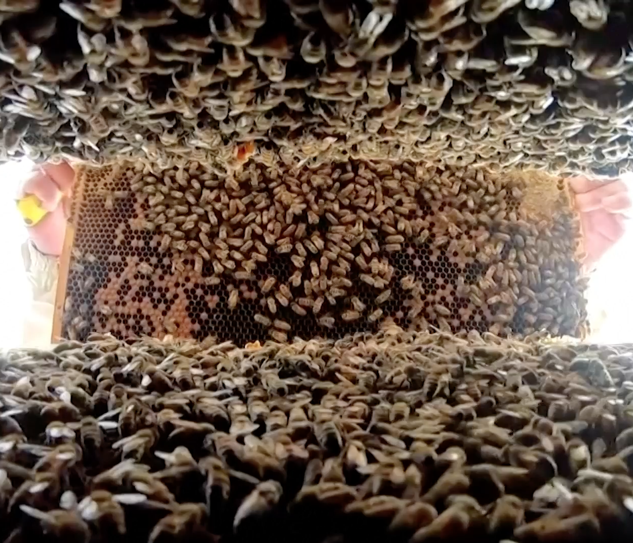 Drought affecting bee colony