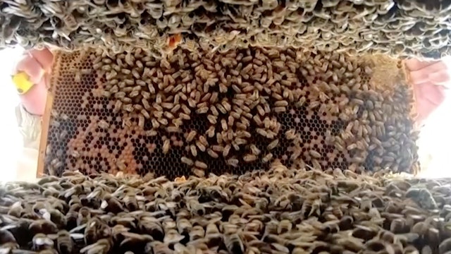 Drought affecting bee colony