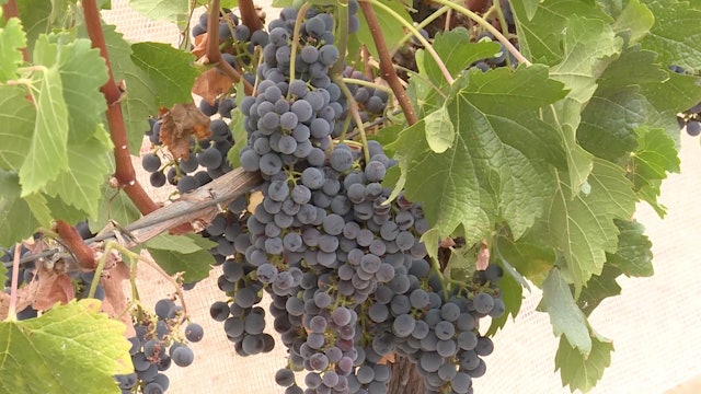 Saving california's grapes