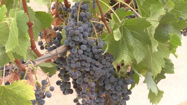 Saving california's grapes