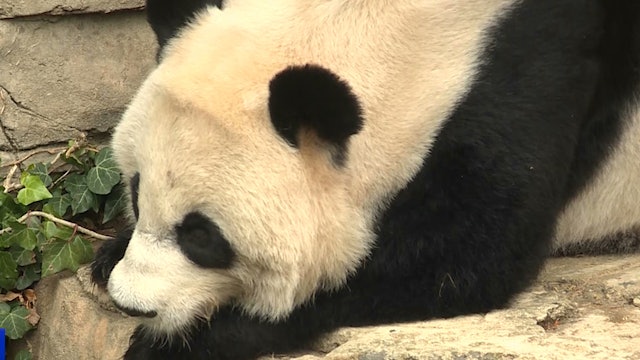 Bei Bei, giant panda born in US heads to China