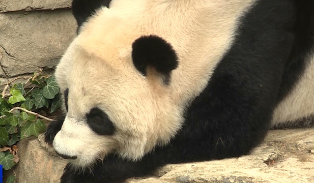 Bei Bei, giant panda born in US heads to China