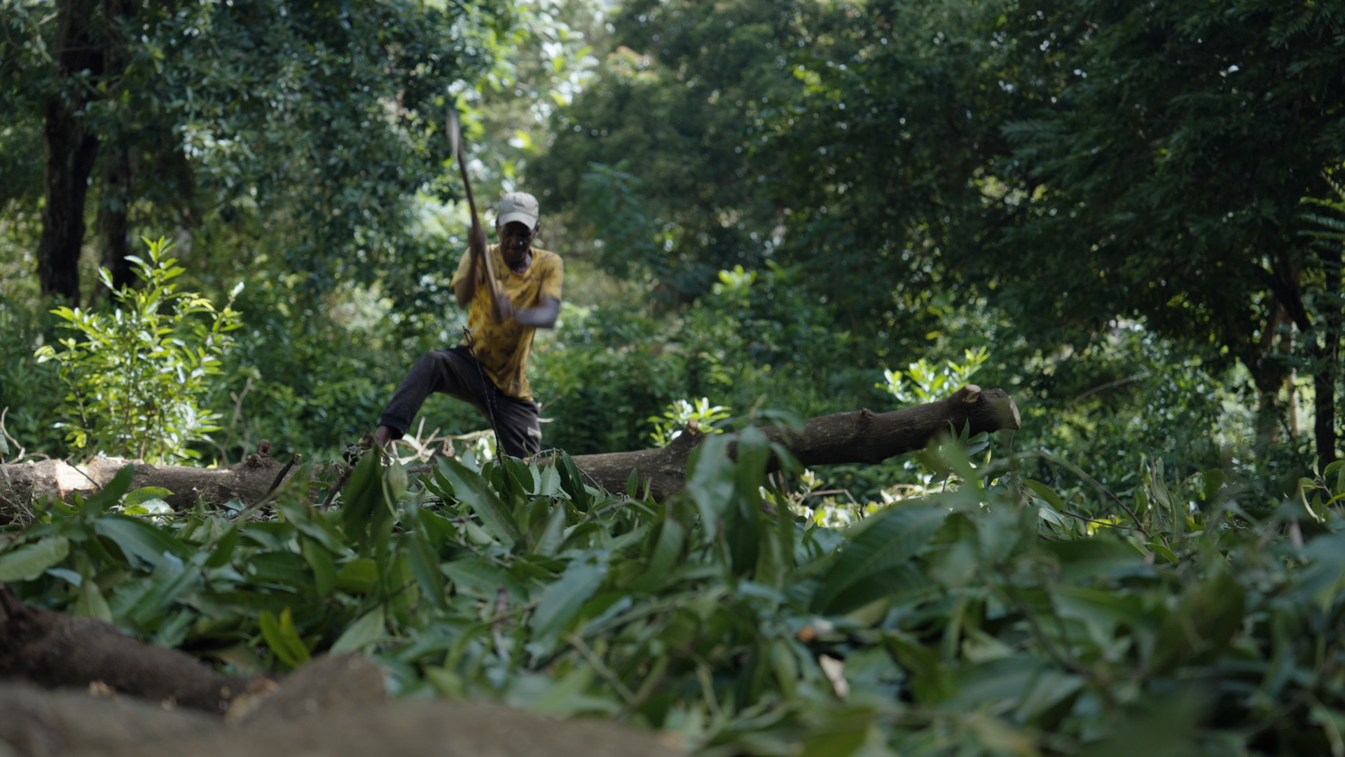 This Week on Americas Now: Charcoal Usage and Deforestation in Haiti