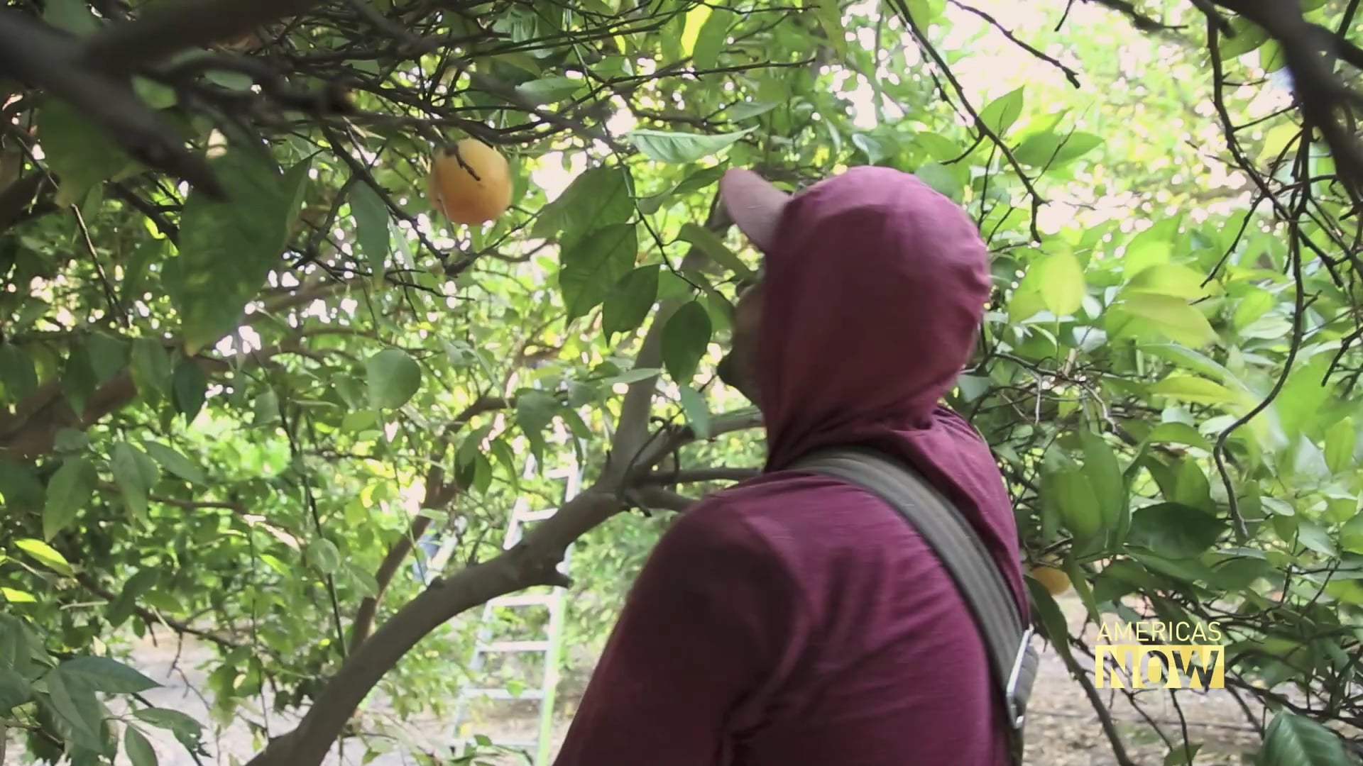 Migrant Farm Workers in California Lack Safe Drinking Water