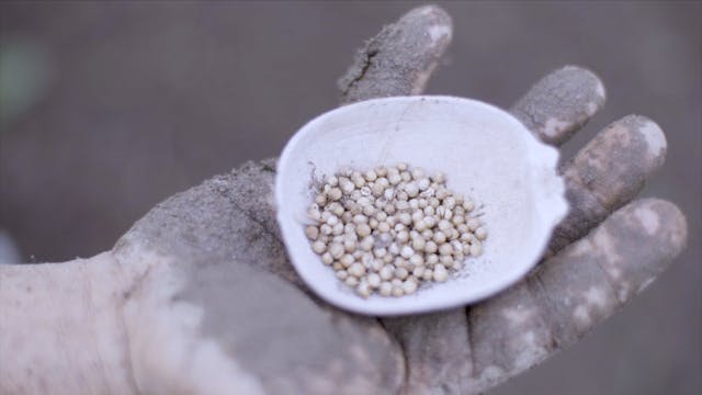 Seeds for the future in Colombia