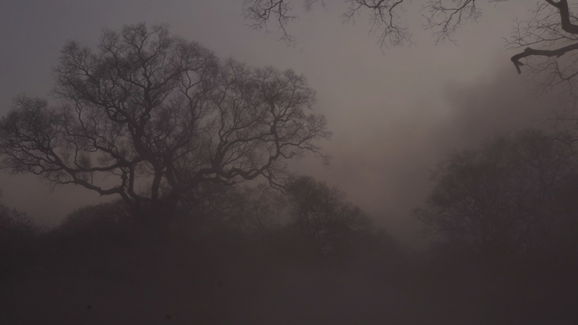 Amazon's Pantanal Region Still Recovering From Devastating Fires