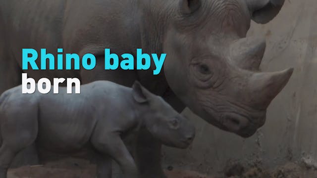 New baby eastern black rhino born