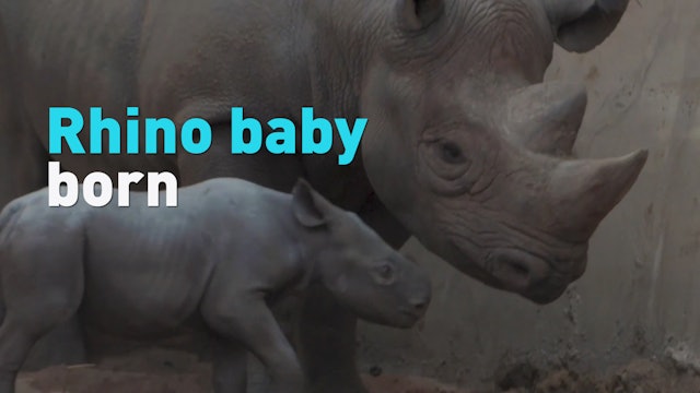 New baby eastern black rhino born