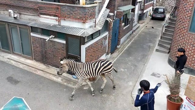 Zebra on the loose