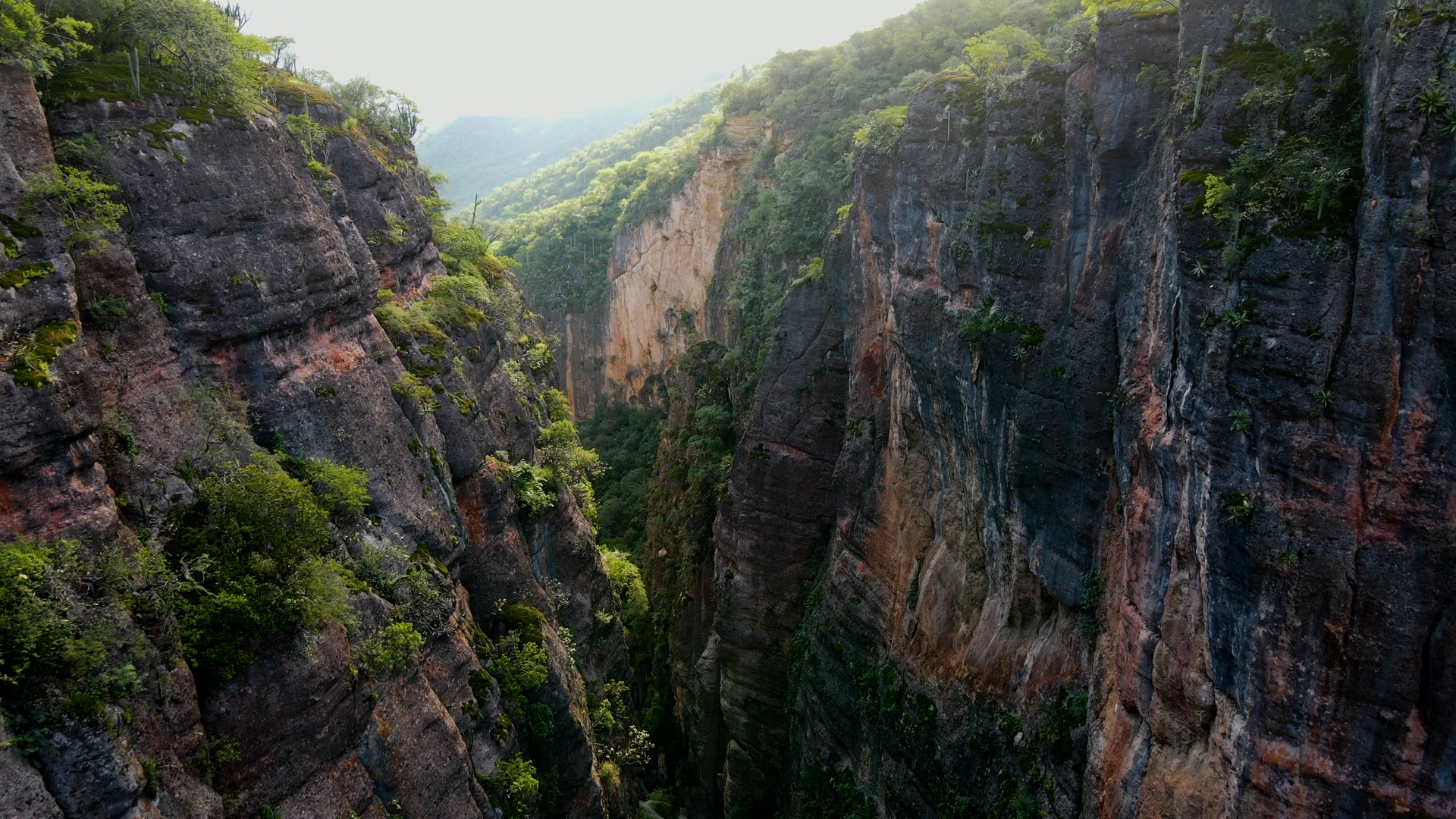 Communities in Southern Mexico are protecting endangered Military Macaws 