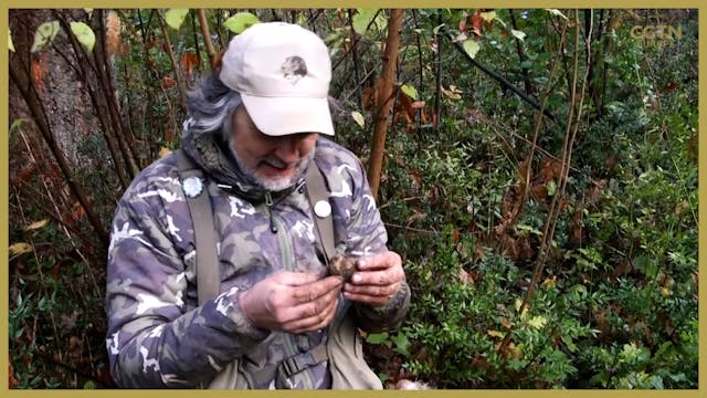 Italian truffle hunters unearth a boo...
