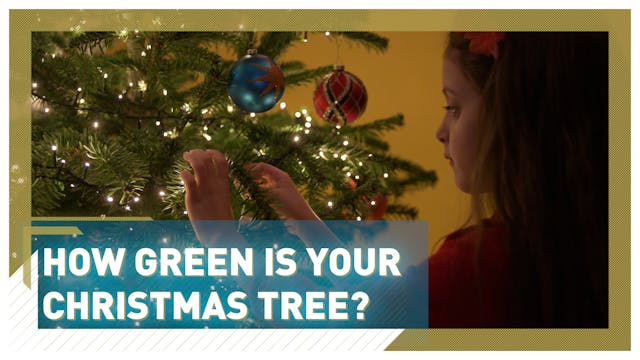 How green is your Christmas tree?