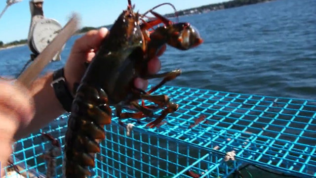 U.S.-China trade war is hitting Maine's lobster industry