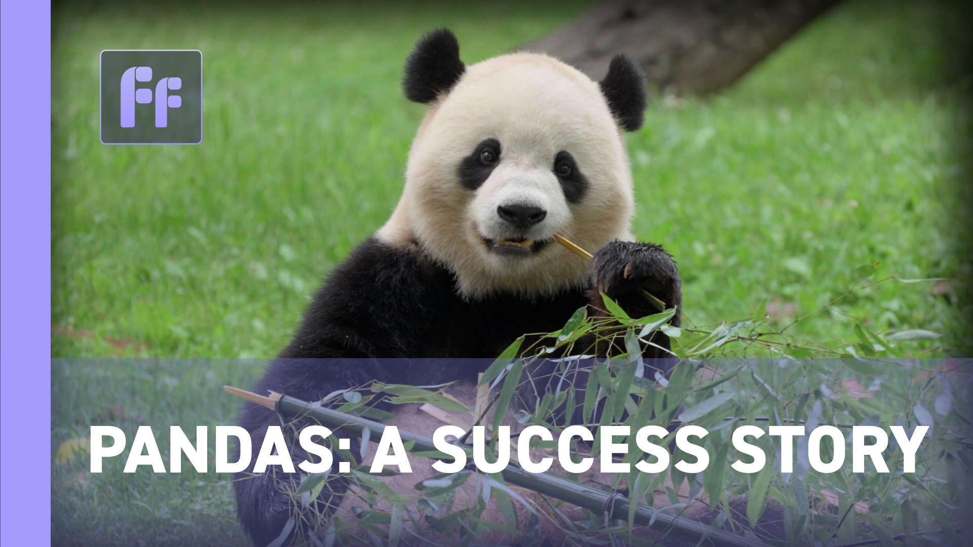 Full Frame: Pandas: A Success Story