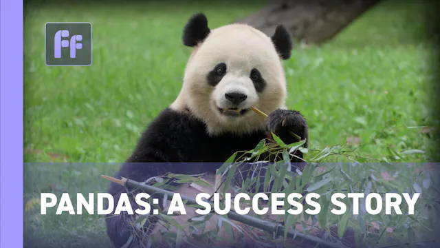 Full Frame: Pandas: A Success Story