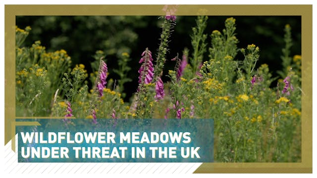 Wildflower meadows under threat in th...