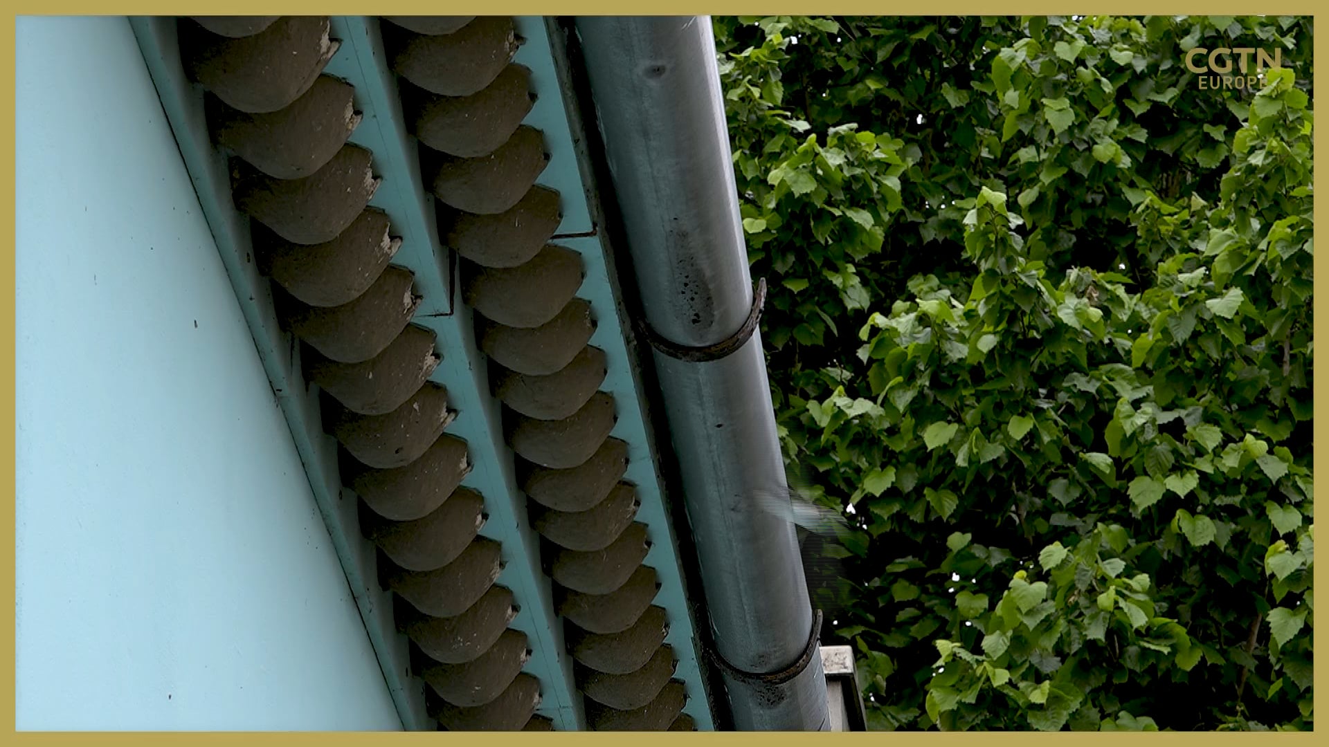 One man's mission to save Hungary's swallows