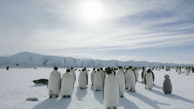 Emperor penguins and climate change