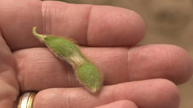 US soybean farmers fight trade war by exploring new markets