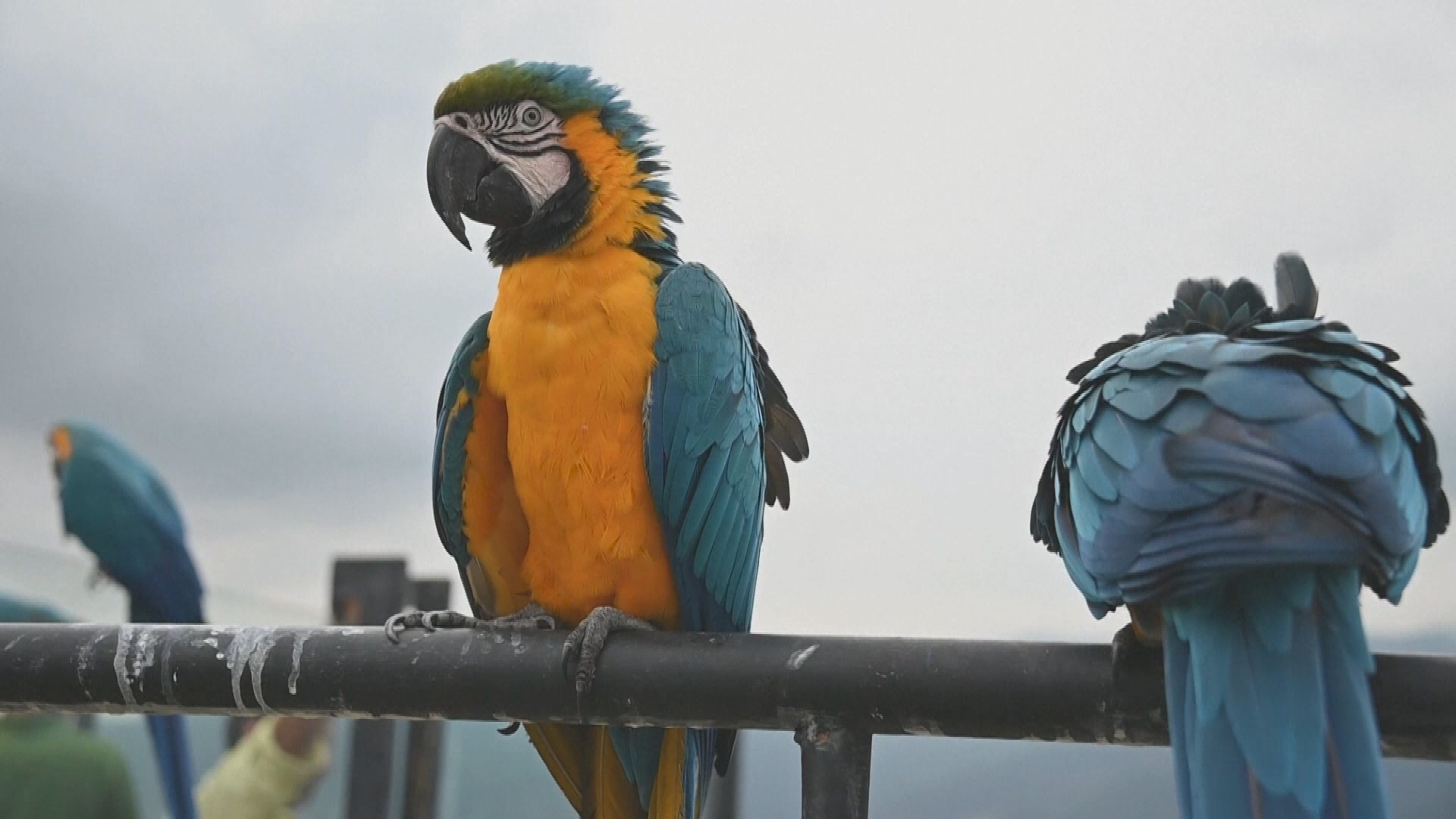 Macaws add a colorful contrast to Caracas chaos