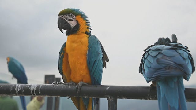 Macaws add a colorful contrast to Car...