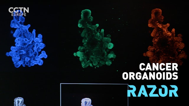 Cancer organoids #RAZOR 