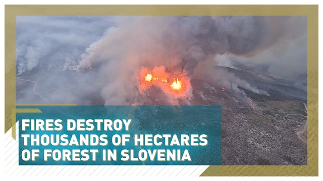 Clearing up and replanting after Slovenia's largest-ever forest fire