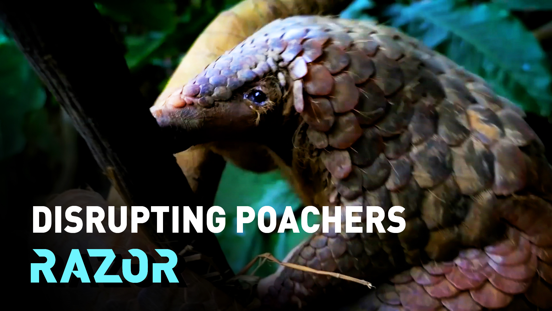 #RAZOR: Protecting pangolins & disrupting poaching with forensic fingerprinting