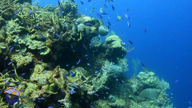 Cubans restore coral reefs