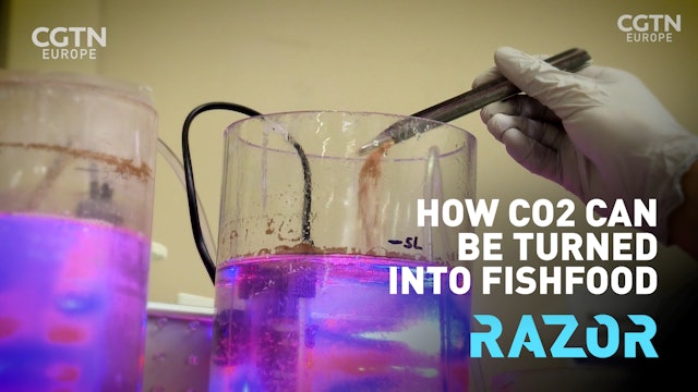 How CO2 can be turned into fishfood - #RAZOR