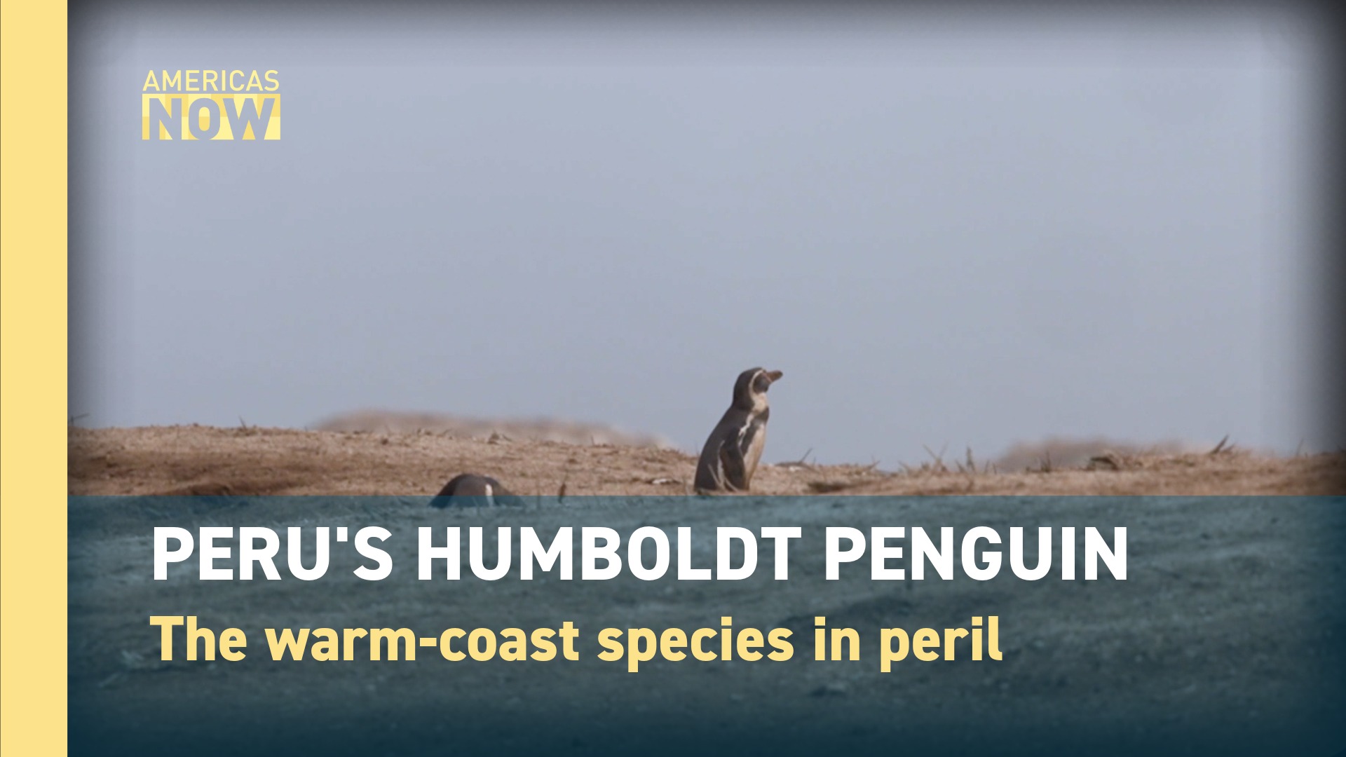 This Week on Americas Now: Why Peru's Penguins Are Vanishing