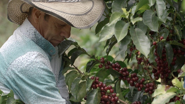 Slim Profits for Coffee Farmers in Colombia are Threatening Their Production 