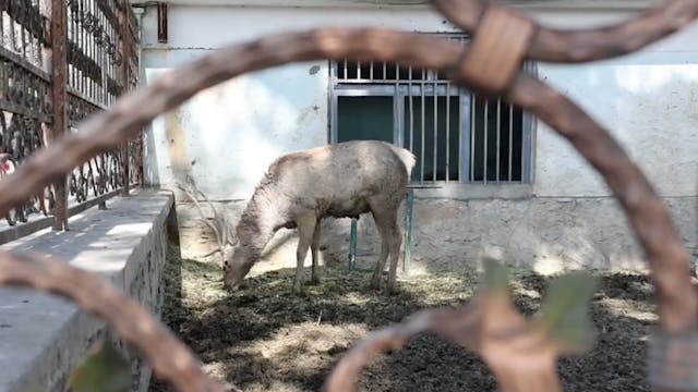 Kabul zoo stays open
