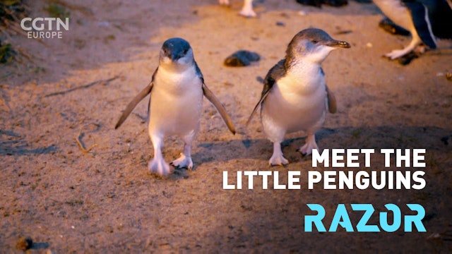 Meet the Little penguin 🐧 - #RAZOR