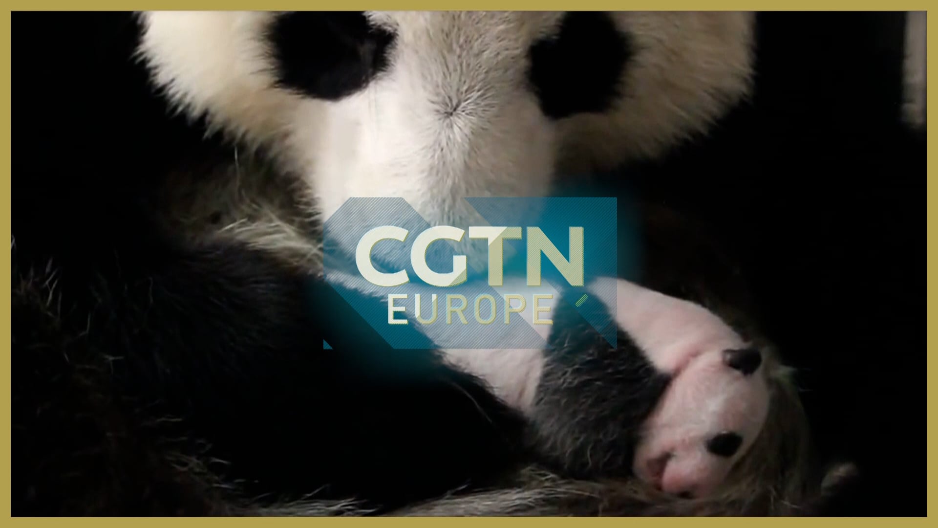 Madrid zoo helping to increase Giant Panda population