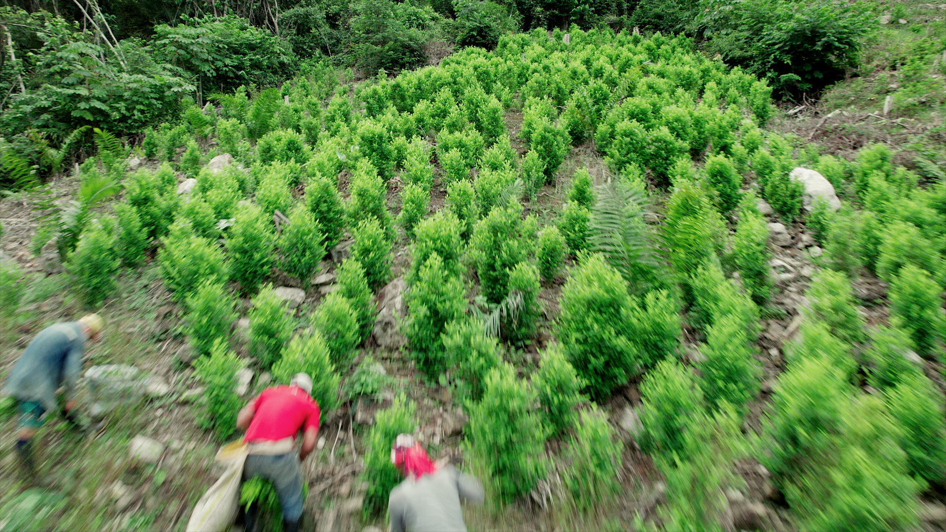 This Week on Americas Now: Colombia Coca Growers