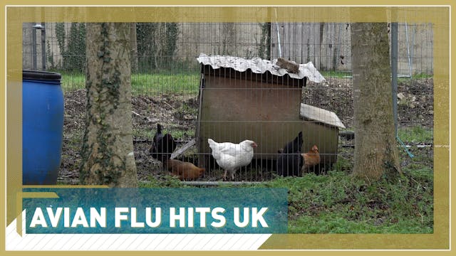 Avian flu hits the UK