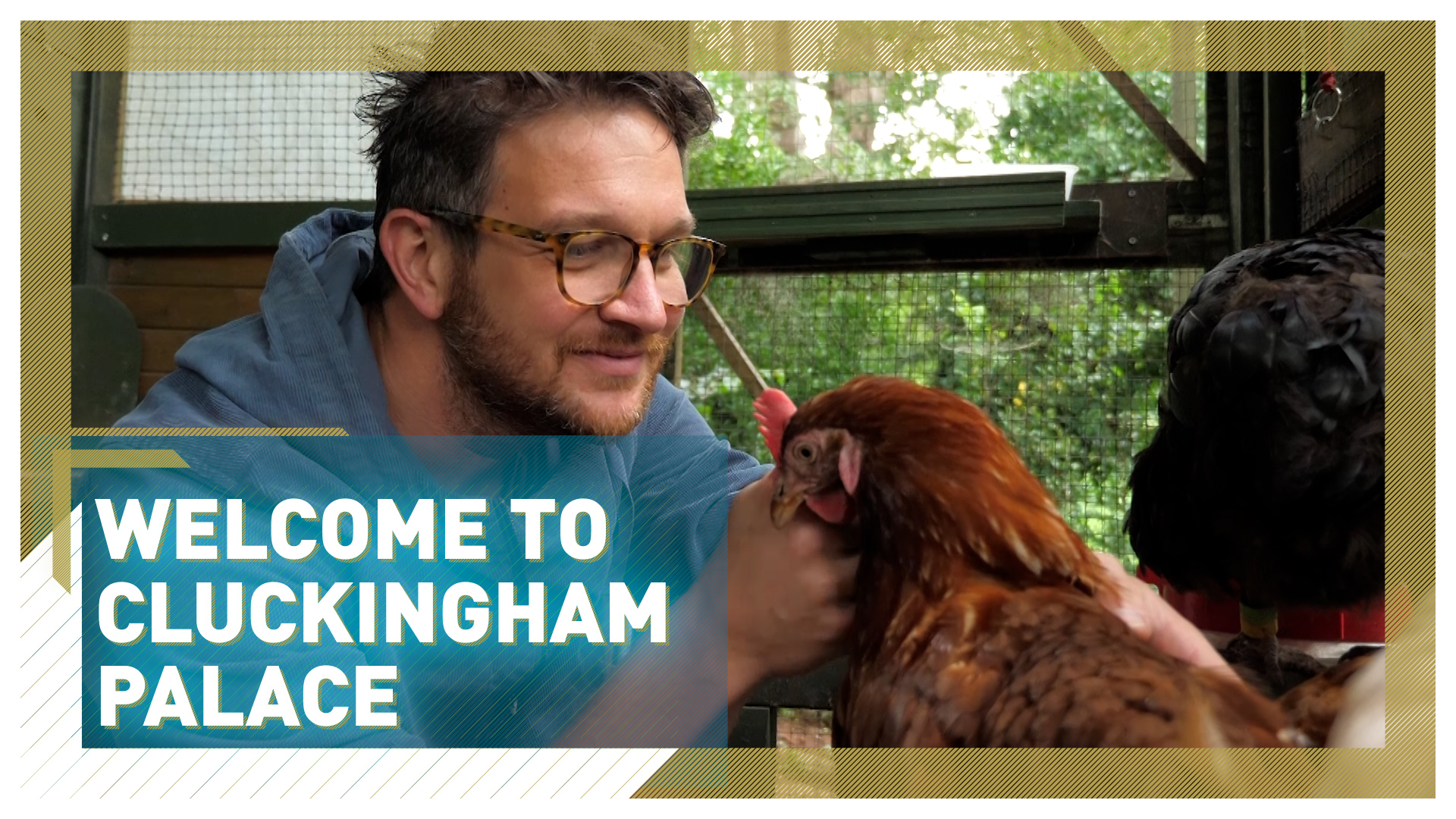 Giving rescued hens a new lease of life