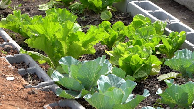 Rio de Janeiro’s largest urban garden